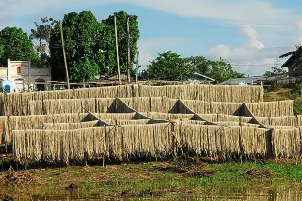 Juta da Amazônia